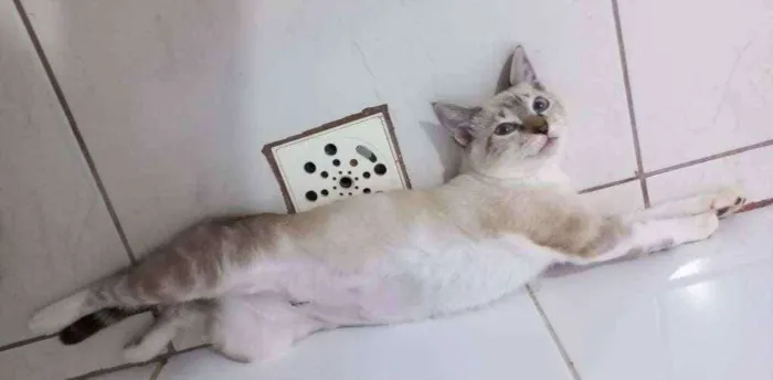 Gato ra a  idade 2 a 6 meses nome Sialatinha