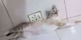Sialatinha