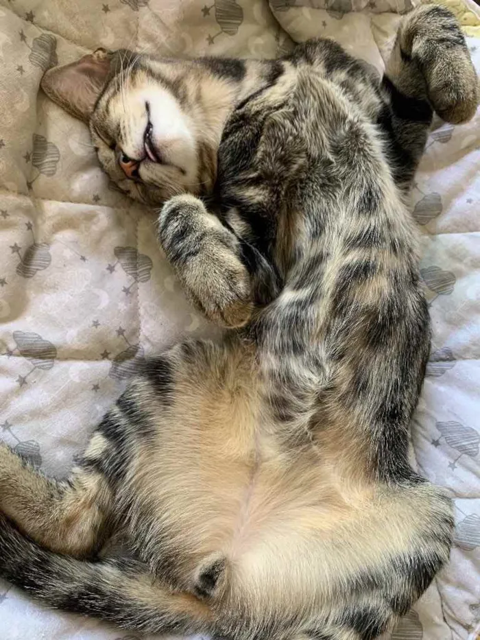 Gato raça SRD idade 2 a 6 meses nome ALECRIM