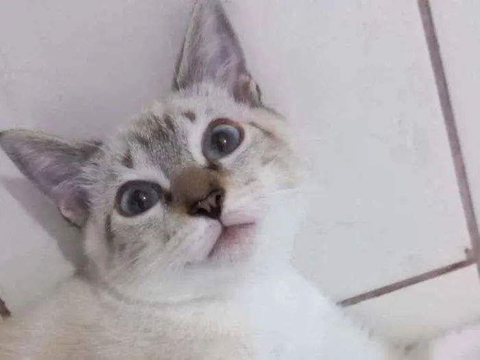 Gato ra a  idade 2 a 6 meses nome Sialatinha