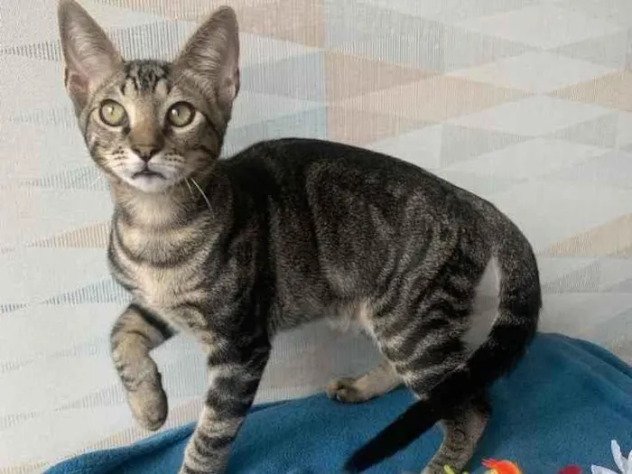 Gato raça SRD idade 2 a 6 meses nome ALECRIM