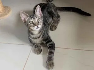 Gato raça SRD idade 2 a 6 meses nome GENGIBRE