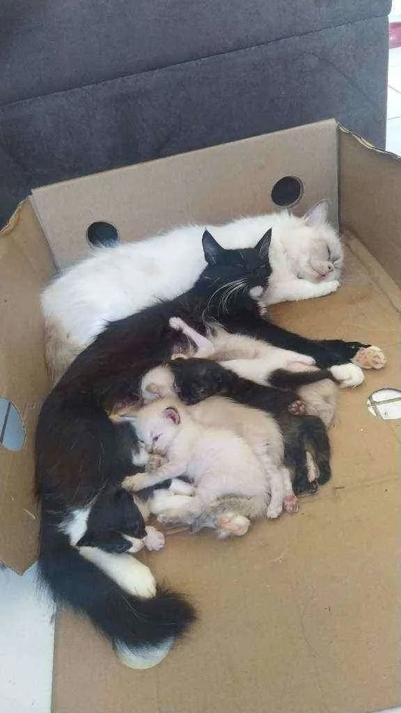 Gato raça Sem raça idade Abaixo de 2 meses nome Sem nome