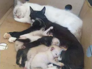 Gato raça Sem raça idade Abaixo de 2 meses nome Sem nome