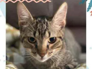 Gato raça SRD idade 2 a 6 meses nome EMANNUEL