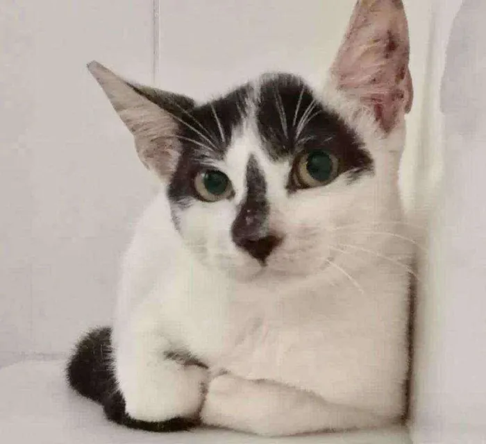 Gato raça SRD idade 2 a 6 meses nome TINA