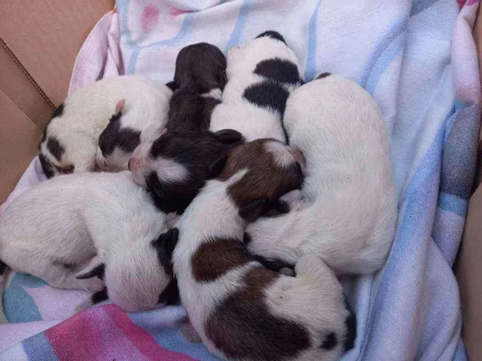 Cachorro ra a Vira-lata idade 2 a 6 meses nome Filhotes 