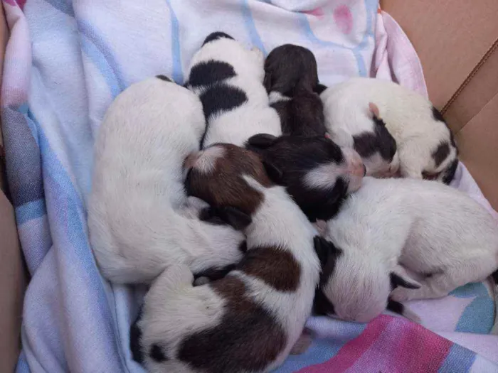 Cachorro ra a Vira-lata idade 2 a 6 meses nome Filhotes 