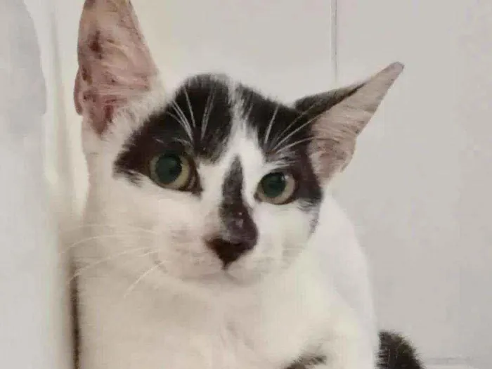 Gato raça SRD idade 2 a 6 meses nome TINA