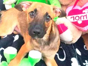 Cachorro raça Srd idade 2 a 6 meses nome Lana