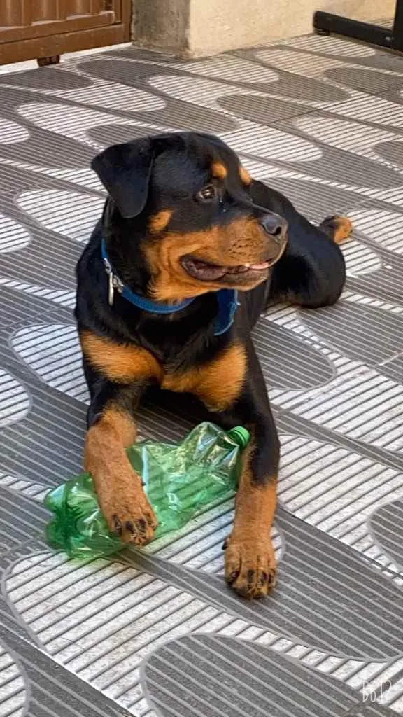 Cachorro raça Rottweiler  idade 1 ano nome Apollo 