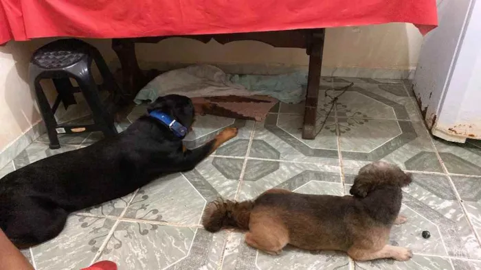 Cachorro raça Rottweiler  idade 1 ano nome Apollo 