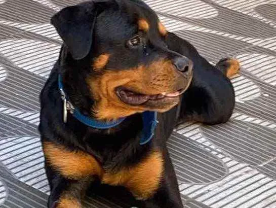 Cachorro raça Rottweiler  idade 1 ano nome Apollo 