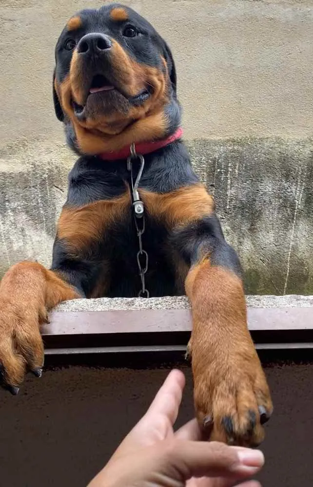 Cachorro raça Rottweiler  idade 1 ano nome Apollo 