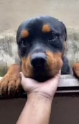 Apollo 