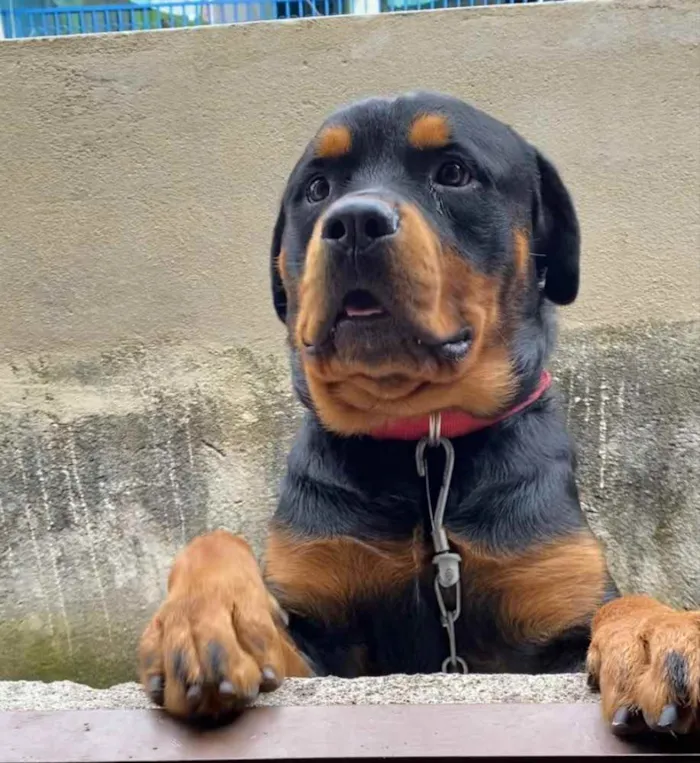 Cachorro raça Rottweiler  idade 1 ano nome Apollo 
