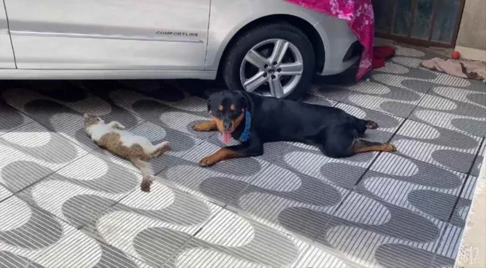 Cachorro raça Rottweiler  idade 1 ano nome Apollo 
