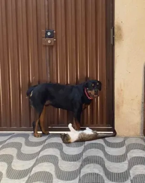 Cachorro raça Rottweiler  idade 1 ano nome Apollo 