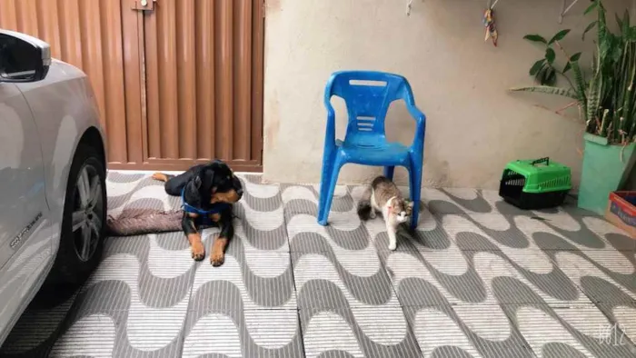 Cachorro raça Rottweiler  idade 1 ano nome Apollo 