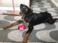 Apollo 