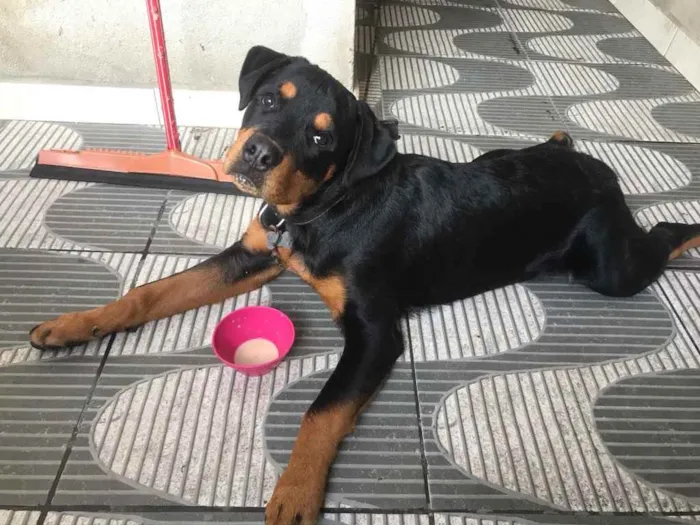 Cachorro raça Rottweiler  idade 1 ano nome Apollo 