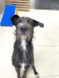 Cachorro raça Srd idade 1 ano nome Pernalonga 