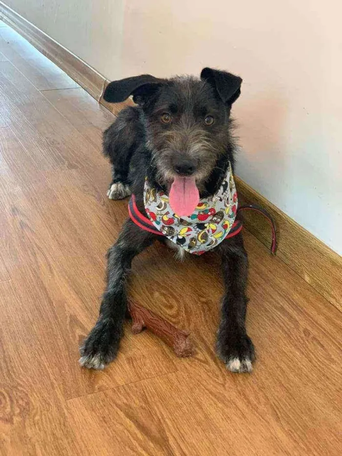 Cachorro raça Srd idade 1 ano nome Pernalonga 