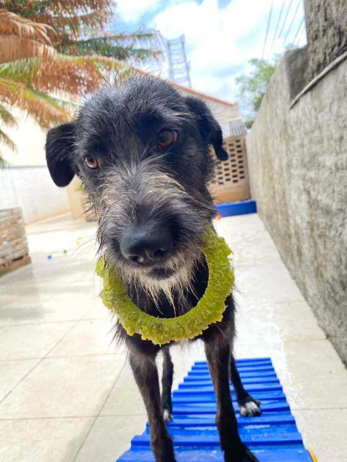 Cachorro raça Srd idade 1 ano nome Pernalonga 