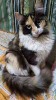 Tricolor
