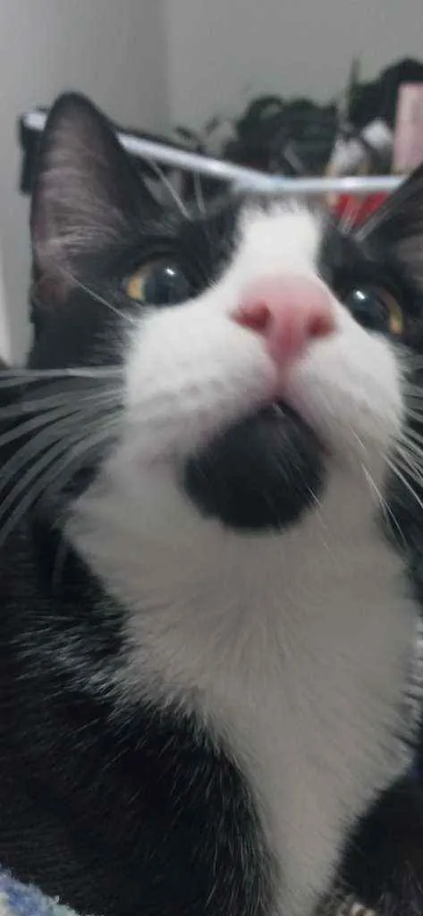 Gato raça  idade 2 a 6 meses nome Fefo