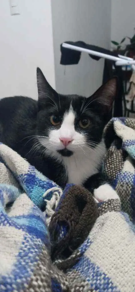 Gato raça  idade 2 a 6 meses nome Fefo