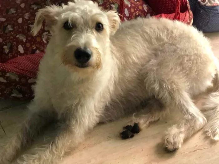 Cachorro ra a Mix  Fox Terrier pelo Duro idade 1 ano nome Denis
