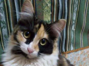 Gato raça  idade 1 ano nome Tricolor