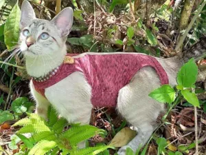 Gato raça Srd idade 2 a 6 meses nome Ana