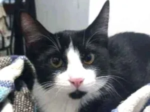 Gato raça  idade 2 a 6 meses nome Fefo
