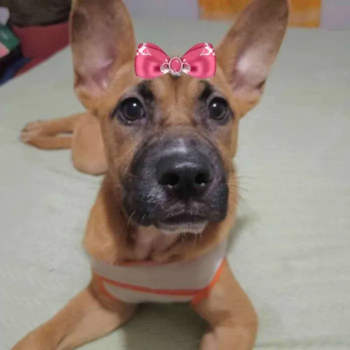 Cachorro ra a Mestiça  idade 1 ano nome Amora 