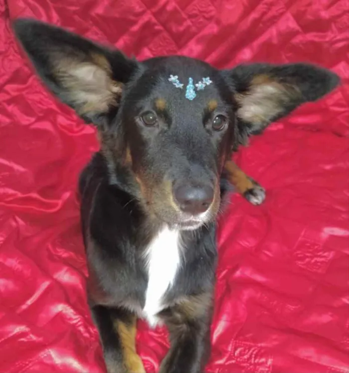 Cachorro ra a Mestiça  idade 1 ano nome Cacau 