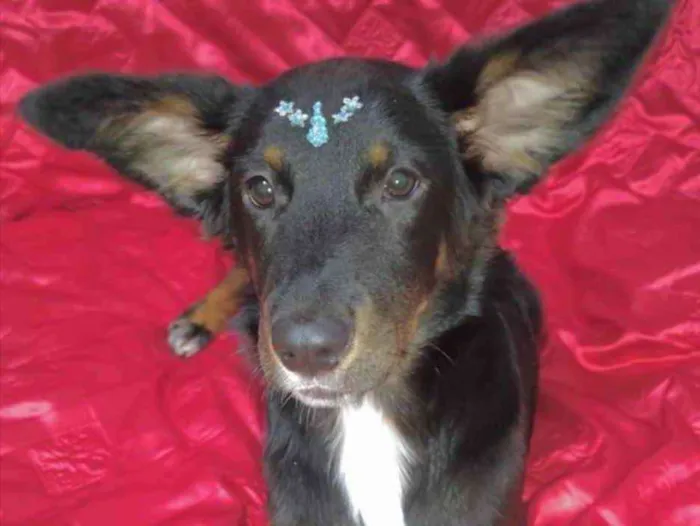 Cachorro ra a Mestiça  idade 1 ano nome Cacau 