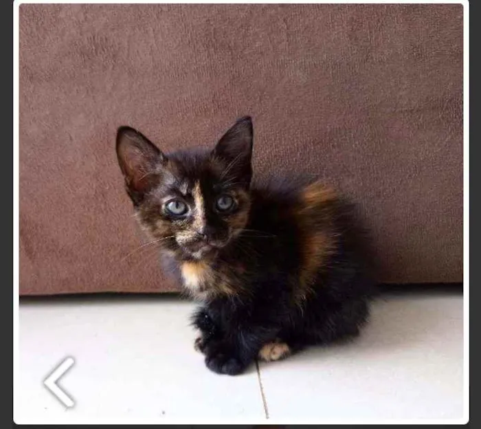 Gato raça Preto e laranja idade 2 a 6 meses nome Não tem 