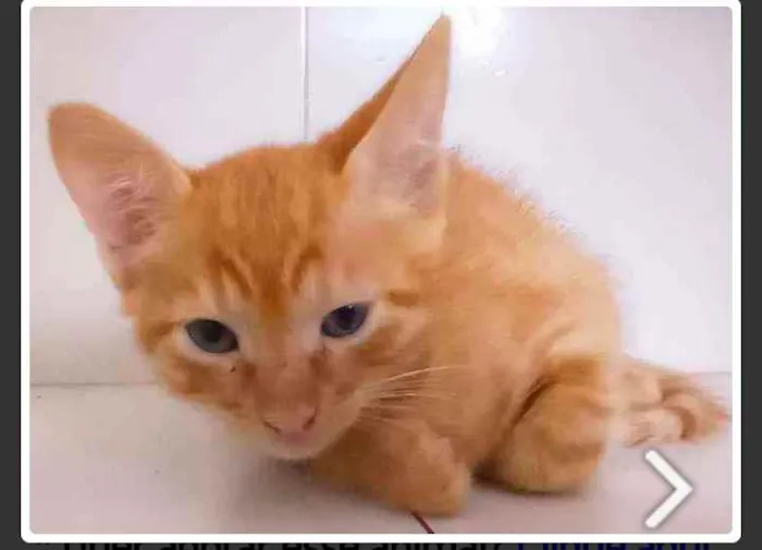 Gato raça Preto e laranja idade 2 a 6 meses nome Não tem 