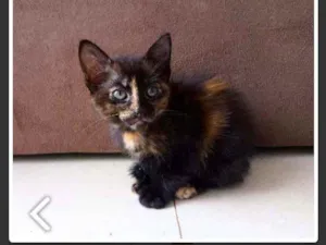 Gato raça Preto e laranja idade 2 a 6 meses nome Não tem 