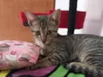 Gato raça SRD idade 2 a 6 meses nome Eudora