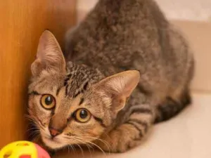 Gato raça SRD idade 2 a 6 meses nome Eudora