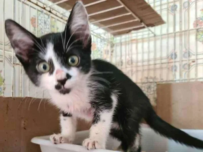 Gato raça SRD idade 2 a 6 meses nome Pinky