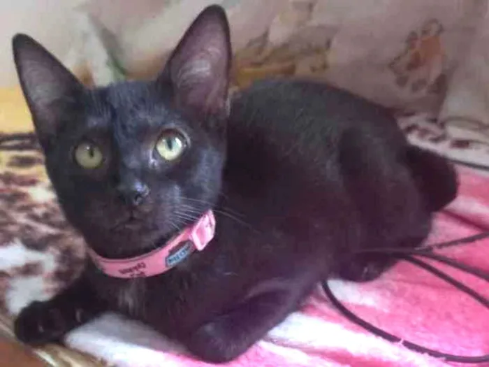 Gato raça SRD idade 2 a 6 meses nome Anya 