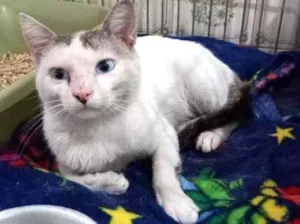 Gato raça SRD idade 7 a 11 meses nome Nuvem 