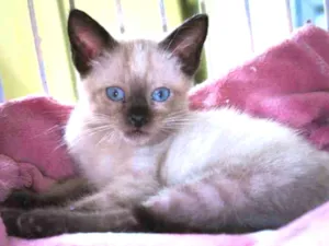 Gato raça SRD idade 2 a 6 meses nome Kendra