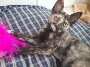 Gato raça SRD idade 2 a 6 meses nome Regianne