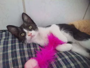 Gato raça SRD idade 2 a 6 meses nome Reginaldo 