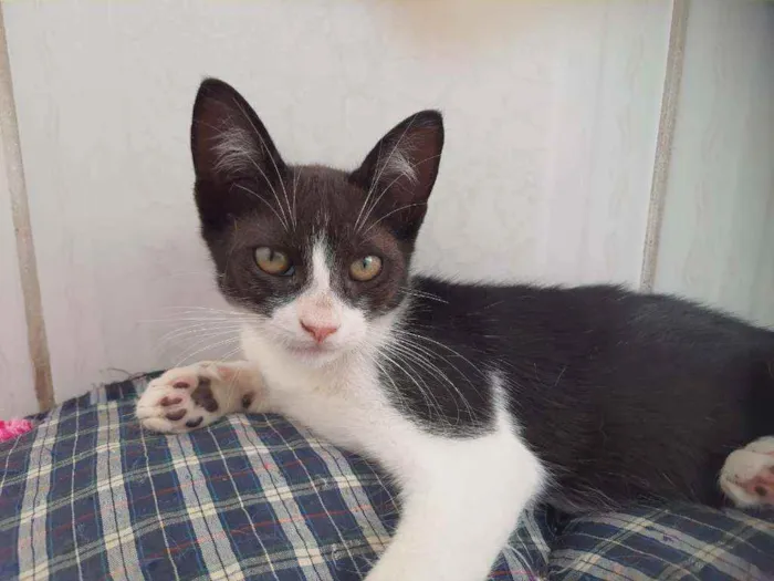 Gato raça SRD idade 2 a 6 meses nome Reginaldo 